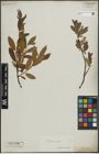 Foto von Salix lapponum L. x Salix silesiaca Willd.